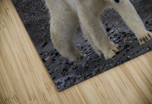 ARCTIC MAJESTY Doug Sturgess puzzle