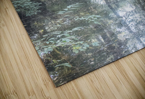 Southern Cypress Forest Norma Brandsberg Photography puzzle