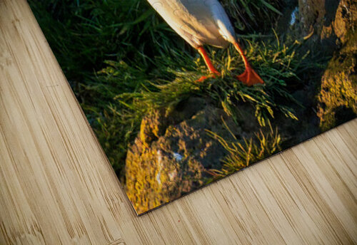 NORTH ATLANTIC PUFFIN Doug Sturgess puzzle