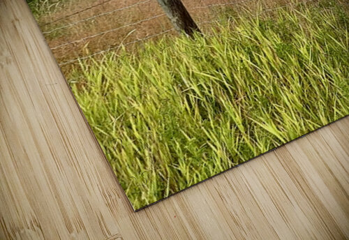 IMG 2070 bull cow Under the rainbow Les Smith puzzle