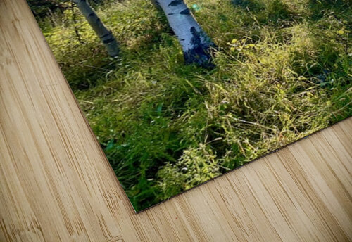 IMG 2143 Light through the aspens Les Smith puzzle