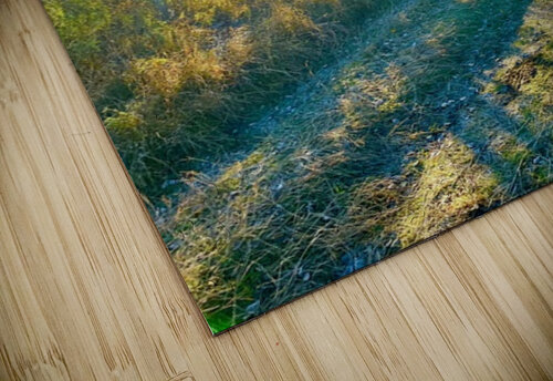 IMG 2250 bright rays of light in the aspens Les Smith puzzle