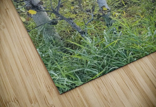 IMG 4252.sun going down in the aspens Les Smith puzzle