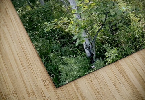 IMG 2048 White light through the Aspen trees Les Smith puzzle