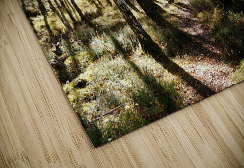 Amongst the Trees                                                                                                                   Catriona Roberts Nature Photography and Designs puzzle