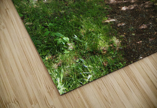 Light and Shadow on a Scottish Highlands Trail                                                                                                                      Catriona Roberts Nature Photography and Designs puzzle