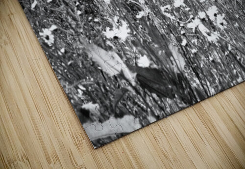  Scottish Highlands Monochrome Daises                                                                                                                     Catriona Roberts Nature Photography and Designs puzzle