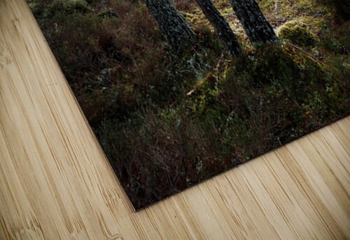 Sunlight through the Pines                                                                                                                      Catriona Roberts Nature Photography and Designs puzzle