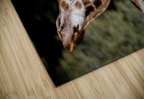 Profile of a Giraffe David Yoon puzzle