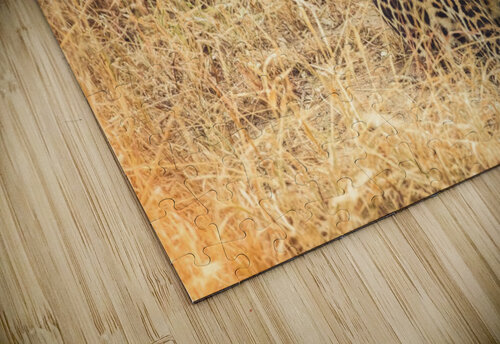 Leopard VMC Photography puzzle