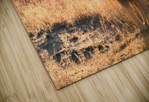 Lion 2 VMC Photography puzzle