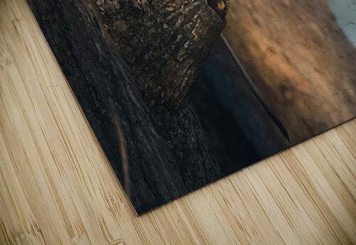 Monkey 2 VMC Photography puzzle