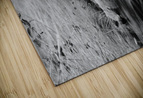 Lions Mane - B-W VMC Photography puzzle