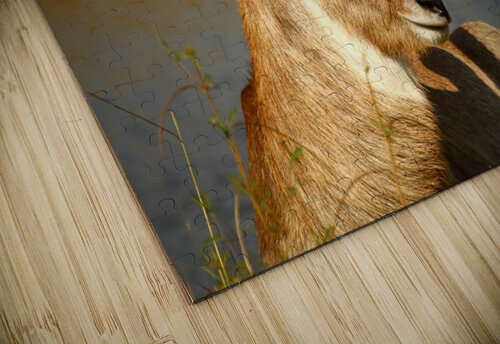 AdriaanPrinsloo 9455 Adriaan Prinsloo puzzle