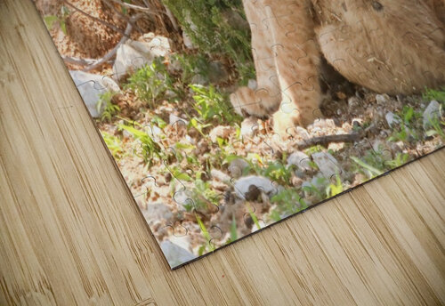 AdriaanPrinsloo 6686 Adriaan Prinsloo puzzle