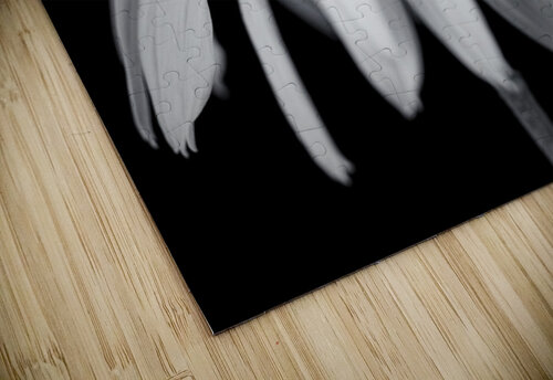 Coneflower close-up Assaf Frank puzzle