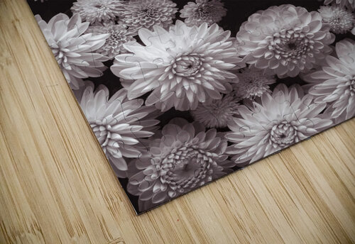Dahlia Flowers, Full Frame Assaf Frank puzzle