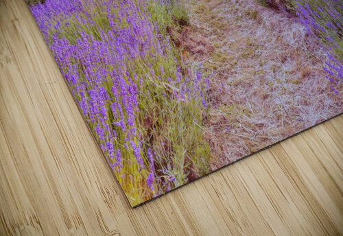 Lavender field at sunset Assaf Frank puzzle