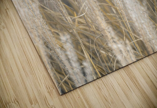 Japanese Silver Grass Assaf Frank puzzle