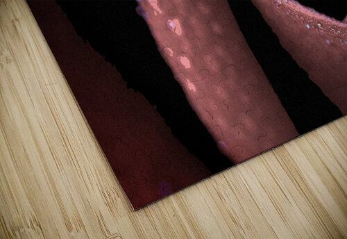 Rose GromHusar Gallery puzzle