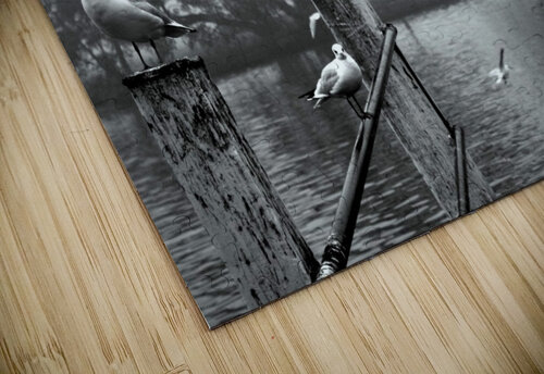 Birds in UK Amazing puzzle