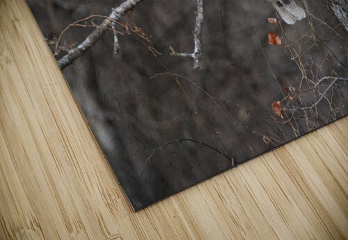 Sleepy Owl Susan Diann Photography puzzle