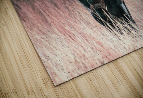 Longhorn Susan Diann Photography puzzle