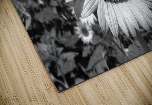 Roxanna Sunflower Helianthus in Black and White Bill Swartwout Photography puzzle