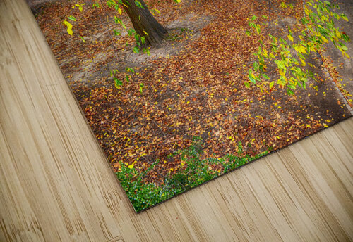 A Walk In The Park  M Damien Suriel puzzle