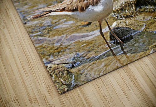 Wading Killdeer Deb Oppermann puzzle