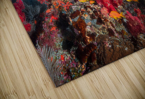 Reef life 1x puzzle