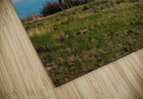 Where The Antelope Roam Susan Diann Photography puzzle