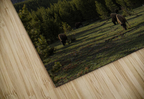 Bison Valley Susan Diann Photography puzzle
