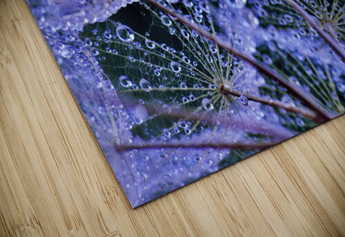 Rainy Day Salsify Brenda Lawlor puzzle