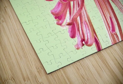 Blushing Chrysanthemum Brenda Lawlor puzzle