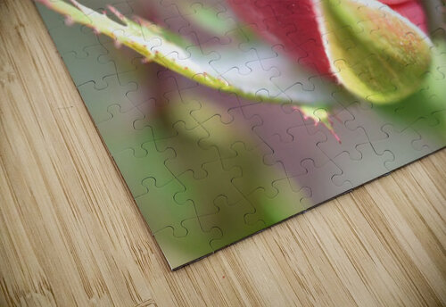9918086E 2798 47EE 9FA4 91DC6DCD746E Carlotta Kay Blanc puzzle