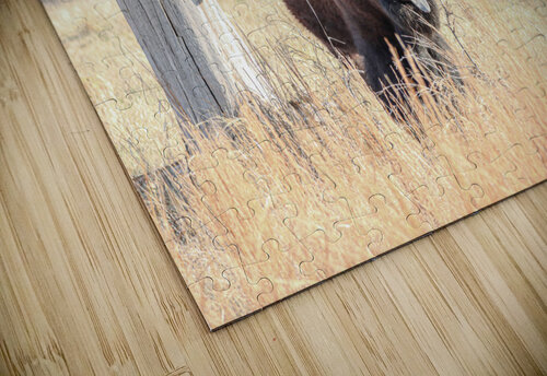 Bison Joker Susan Diann Photography puzzle