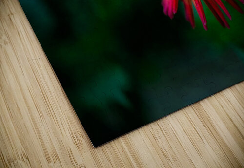 Firecracker Dahlia Sheen Watkins puzzle