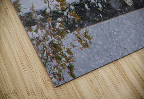 Snowy Owl Stare Sheen Watkins puzzle