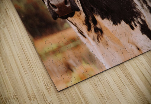 Cow Kalei Sutton puzzle