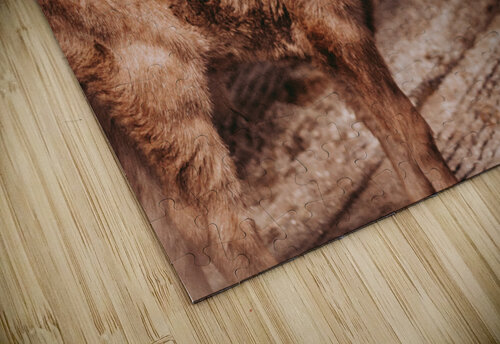 Cow and Calf Kalei Sutton puzzle