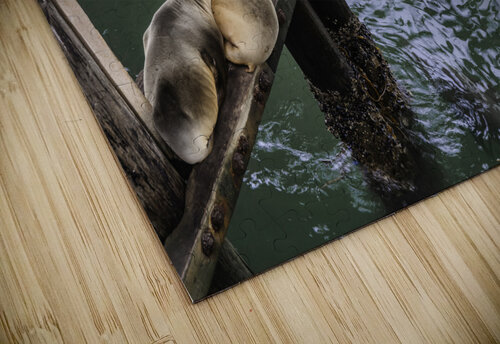 Santa Cruz Seals April Kanschat puzzle