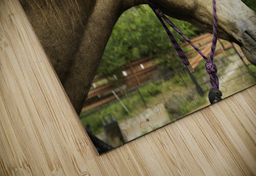 Hawaii Horse April Kanschat puzzle