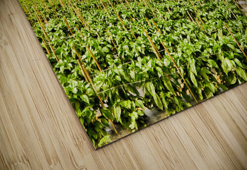 Before the Storm Pop Robbins puzzle