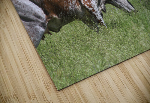 Longhorn Cow Fight Carpenter puzzle