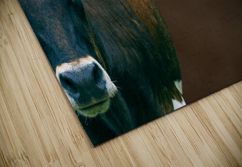 Longhorn Cow In Browns Carpenter puzzle