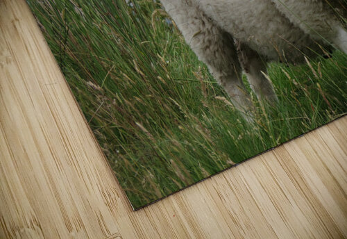 Sheep Images That Speak puzzle