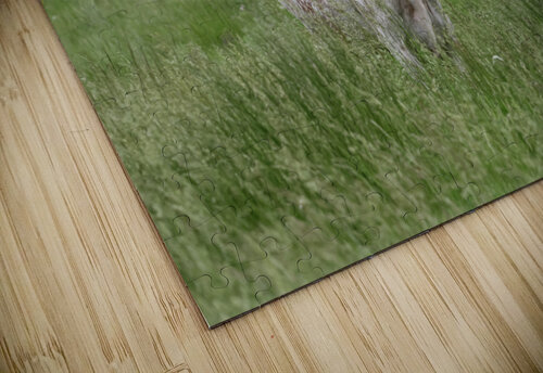 Longhorn Cow In Summer Pasture Carpenter puzzle