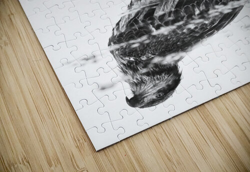 Eagle Reflecting Dave Veith puzzle