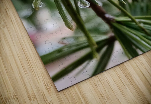 Pines Anitra K Acuna puzzle